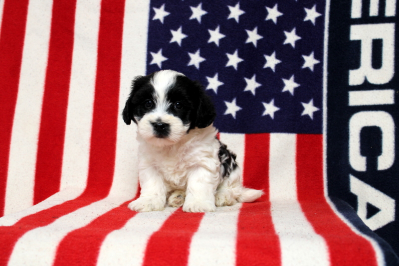 puppy, for, sale, Morki-Poo, Matthew B. Stoltzfus, dog, breeder, Gap, PA, dog-breeder, puppy-for-sale, forsale, nearby, find, puppyfind, locator, puppylocator, aca